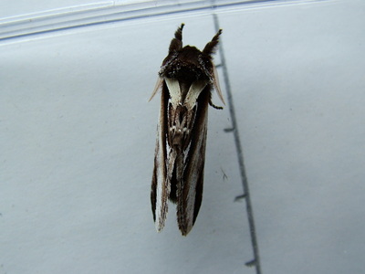 Lesser Swallow Prominent